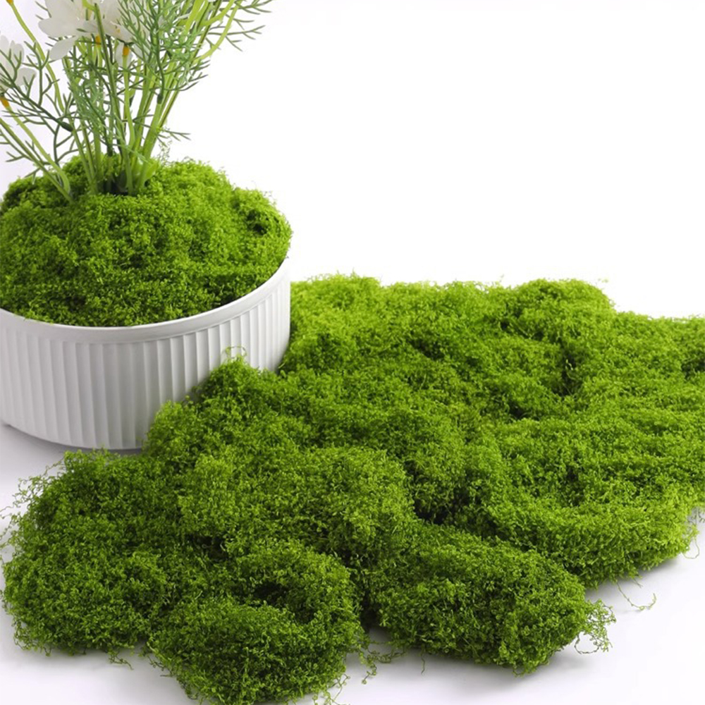 Sphagnum Moss Dry - 20/40/100g Eternal Life Moss DIY Crafts
