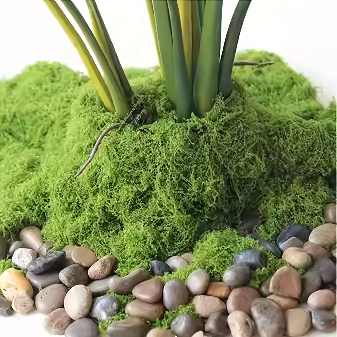 50g Fake Moss DIY Crafts Grass - Sphagnum Moss Dry incelemesi ve fiyatı