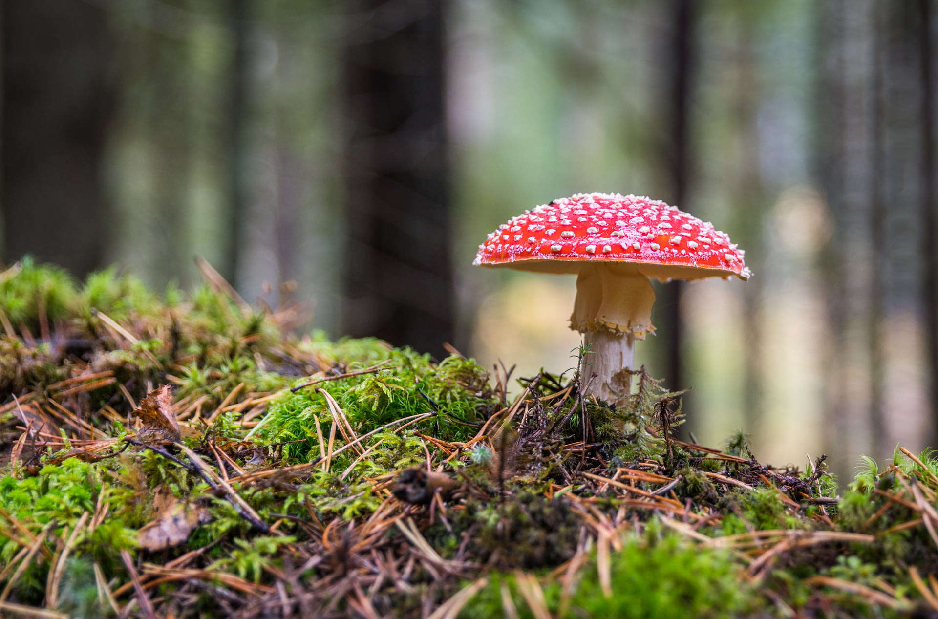 Artificial Fake Moss, Craft Mo - Sphagnum Moss Dry incelemesi ve fiyatı