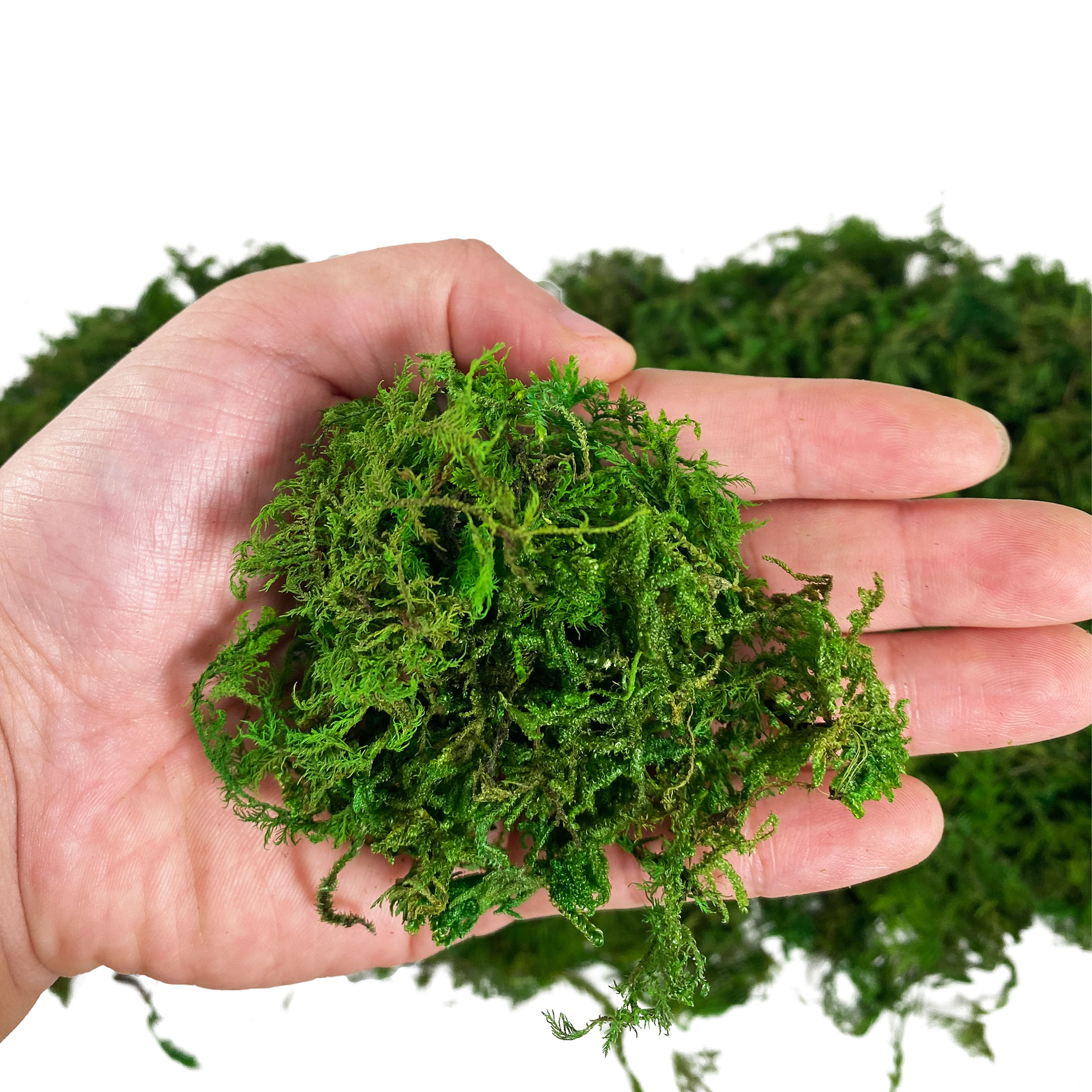 Artificial Fake Moss, Craft Mo - Sphagnum Moss Dry incelemesi ve fiyatı