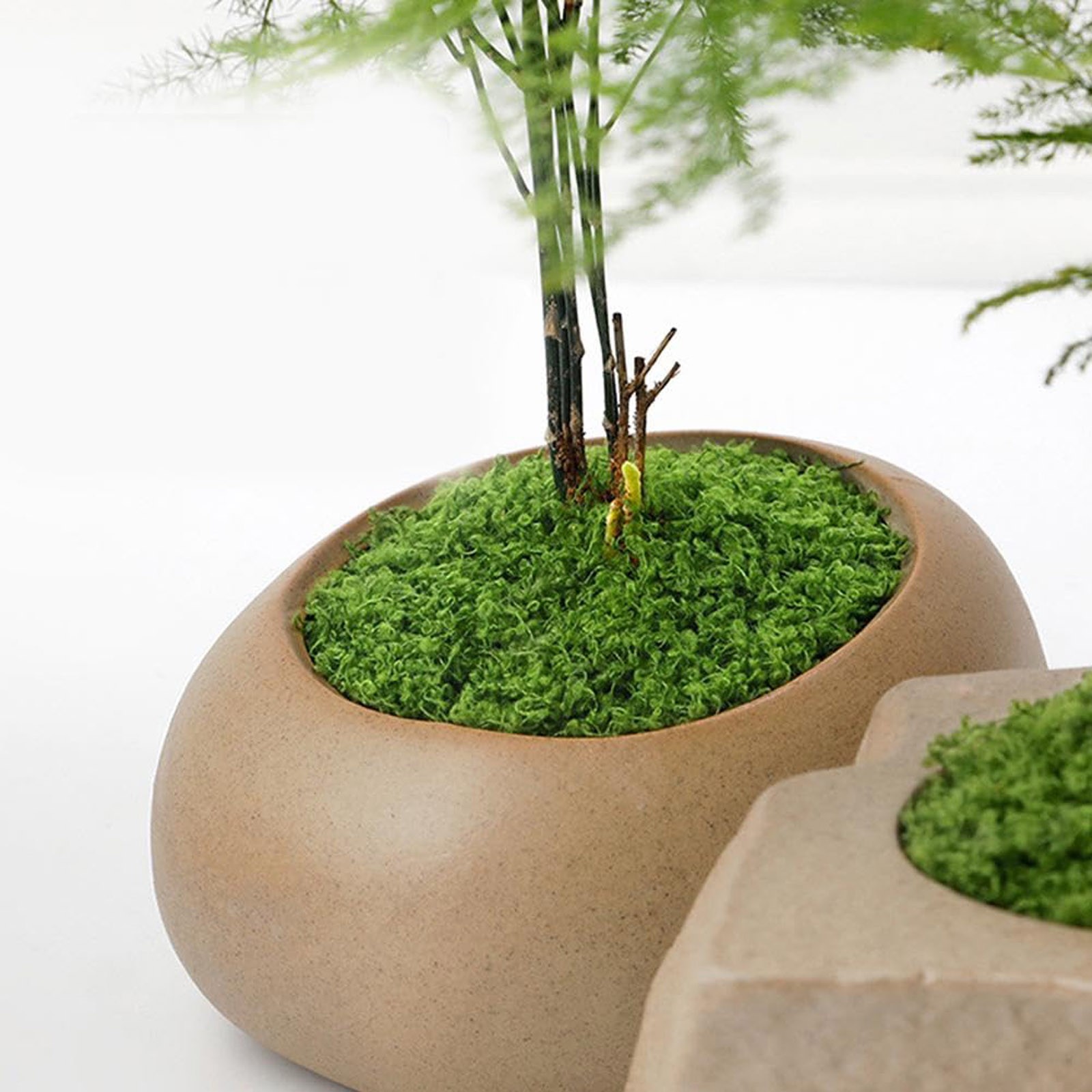 50/200g Artificial Moss For De - Sphagnum Moss Dry incelemesi ve fiyatı
