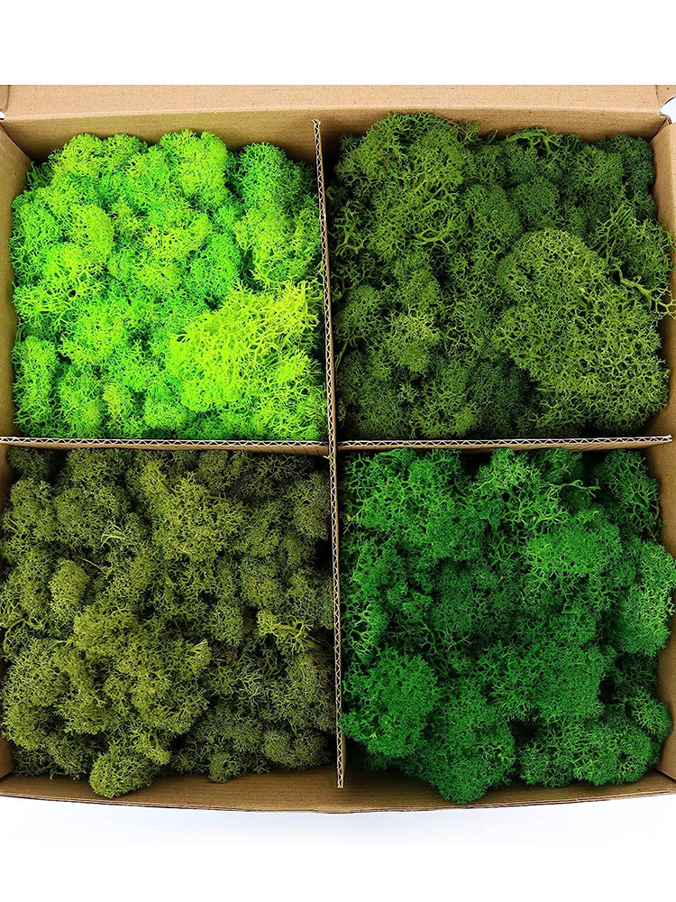 20/40/60g Eternal Life Moss Ar - Sphagnum Moss Dry incelemesi ve fiyatı