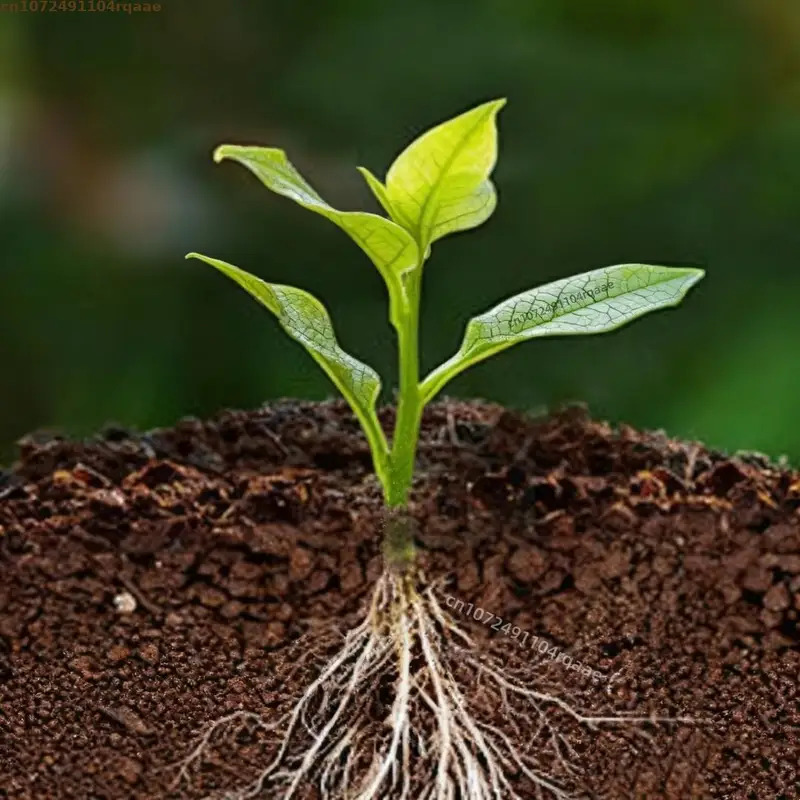 Plant Rooting Powder Indole Bu - Rooting Hormone Powder incelemesi ve fiyatı