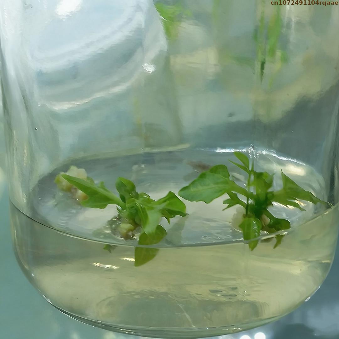 Premium Plant Tissue Culture A - Agar Tissue Culture incelemesi ve fiyatı