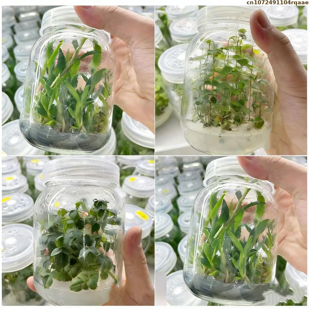 Premium Plant Tissue Culture A - Agar Tissue Culture incelemesi ve fiyatı