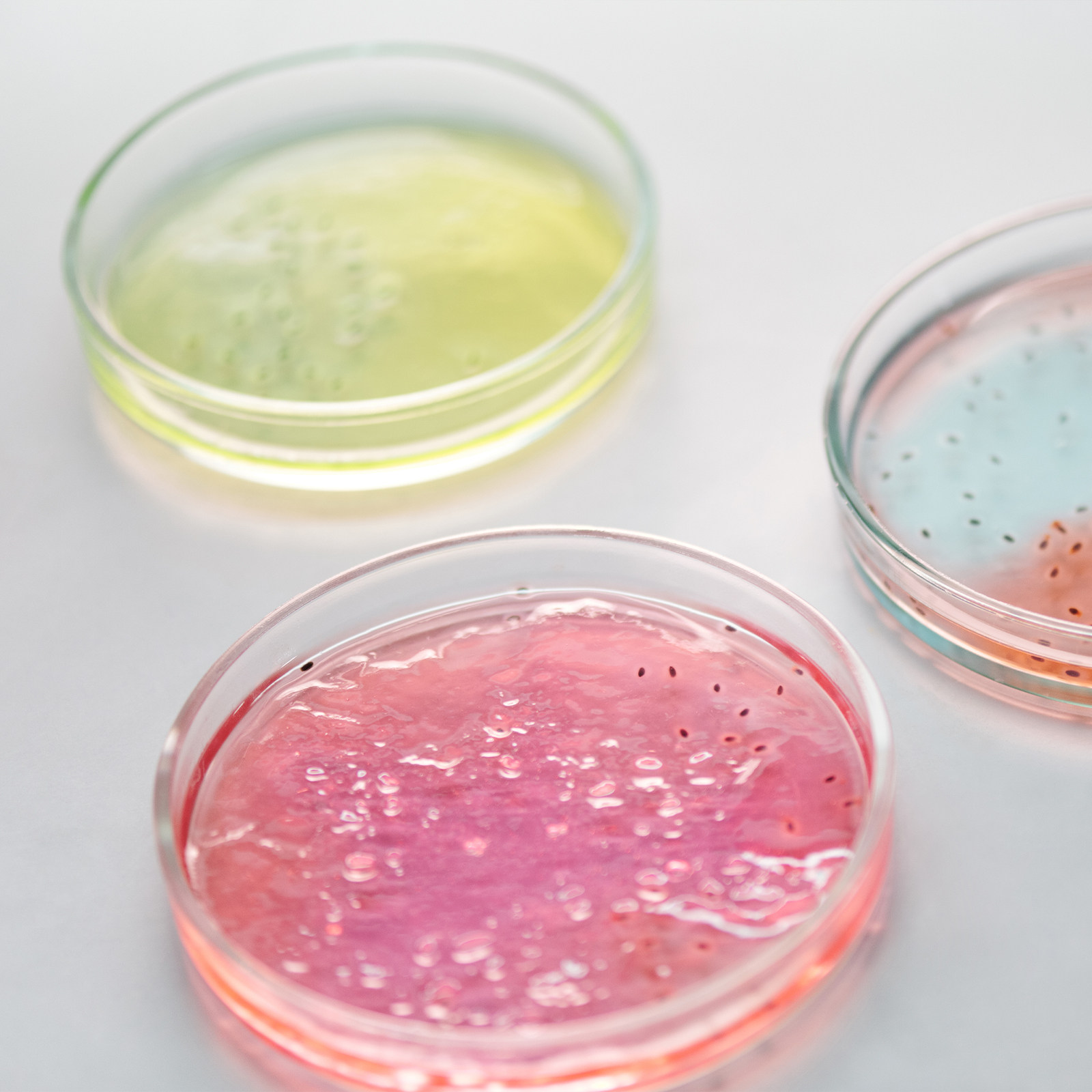 Glass Petri Dish Laboratory Us - Agar Tissue Culture incelemesi ve fiyatı