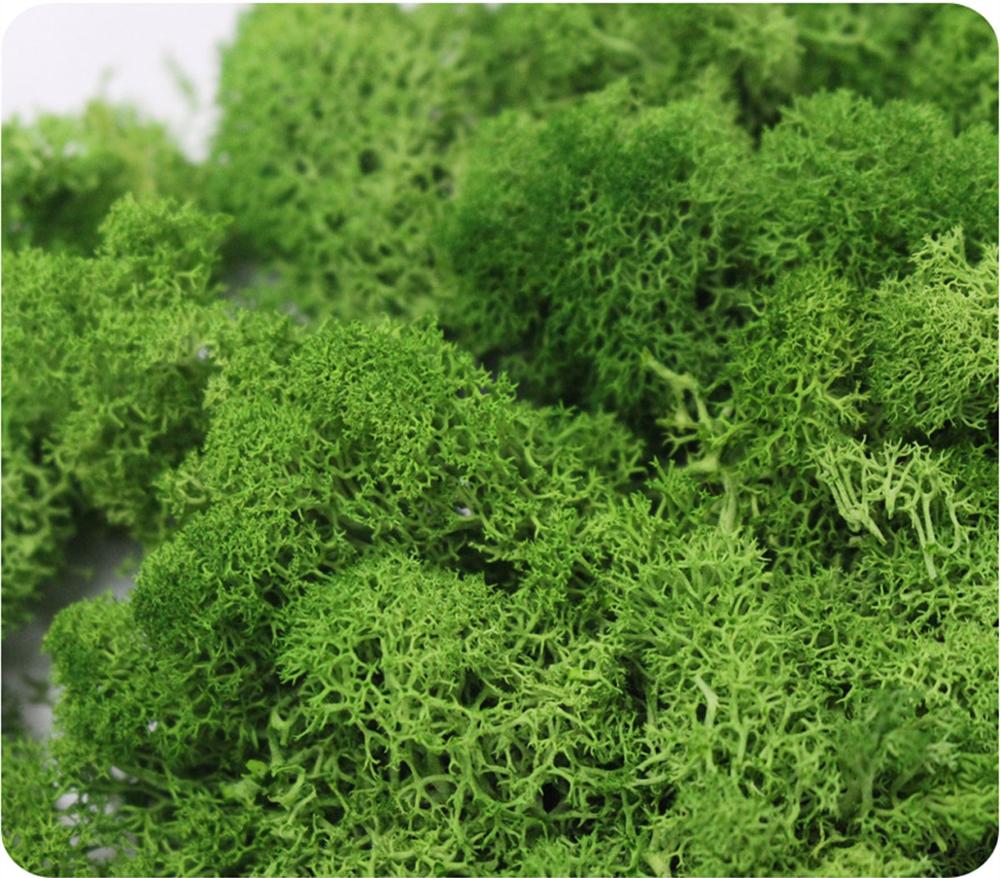 Artificial Plant Eternal Life  - Sphagnum Moss Dry incelemesi ve fiyatı