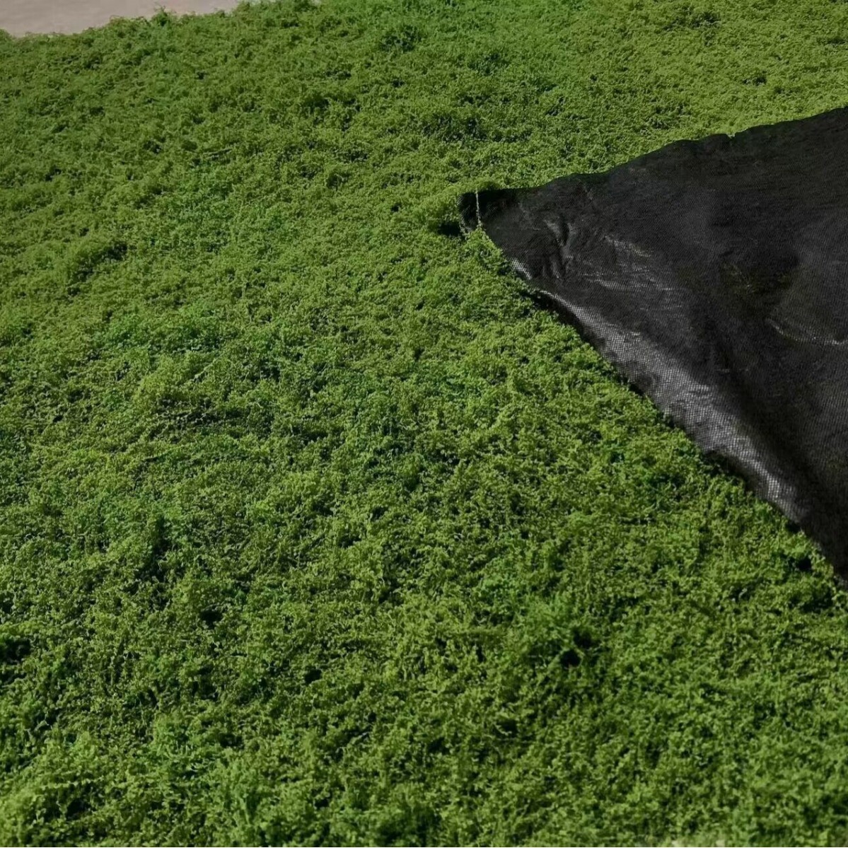 1*1m Fake Moss DIY Crafts Gras - Sphagnum Moss Dry incelemesi ve fiyatı