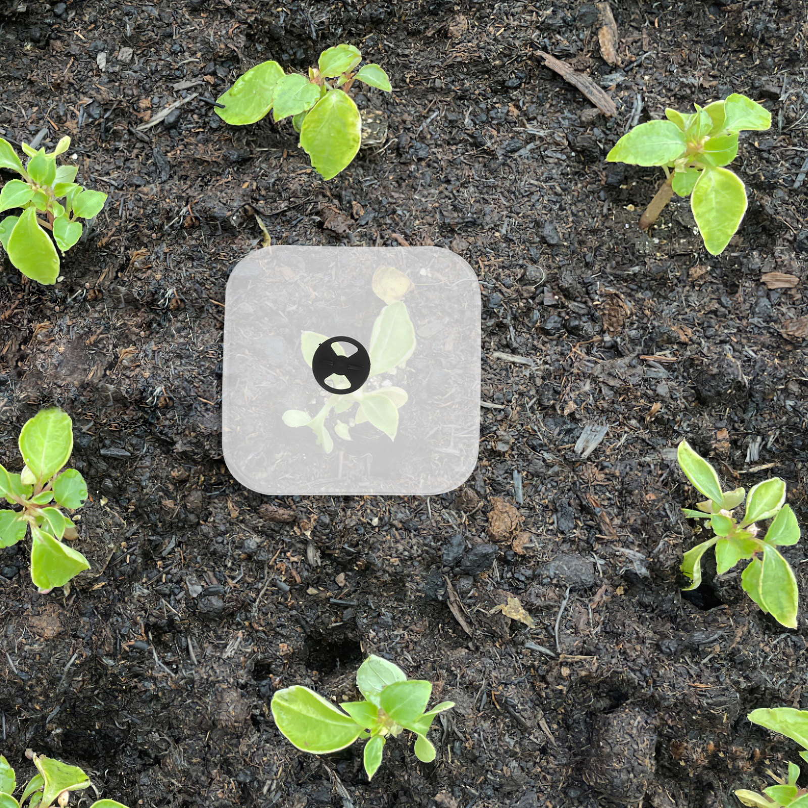 6Pcs Plant Cover Humidity Dome - Plastic Dome Clear incelemesi ve fiyatı