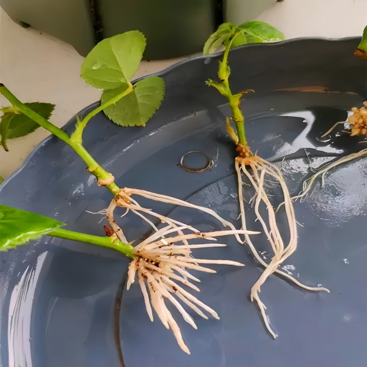 3-indoleacetic Acid IAA Auxina - Rooting Hormone Powder incelemesi ve fiyatı
