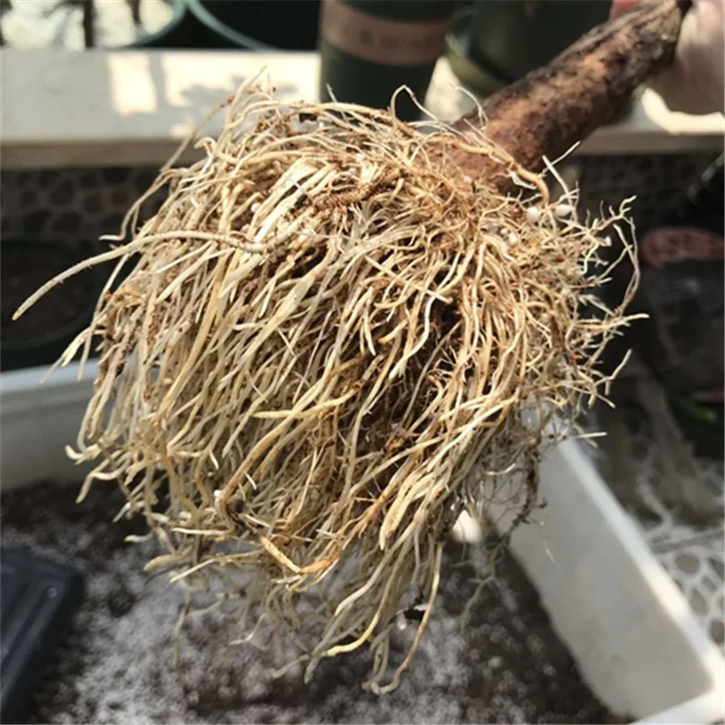 10g Quickly Rooting Powder Hor - Rooting Hormone Powder incelemesi ve fiyatı