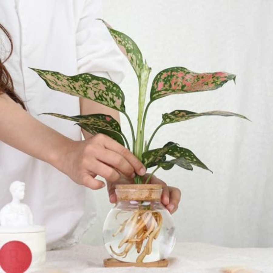 Plant Propagation Station, Hyd - Propagation Station Vase incelemesi ve fiyatı