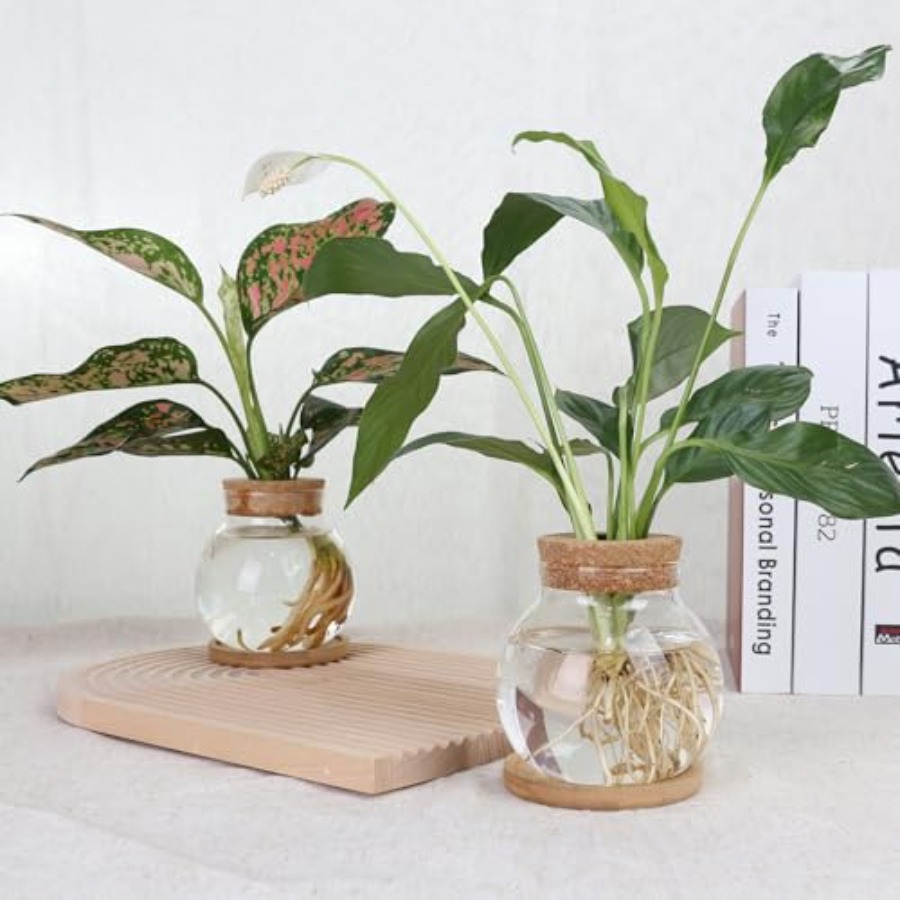 Plant Propagation Station, Hyd - Propagation Station Vase incelemesi ve fiyatı
