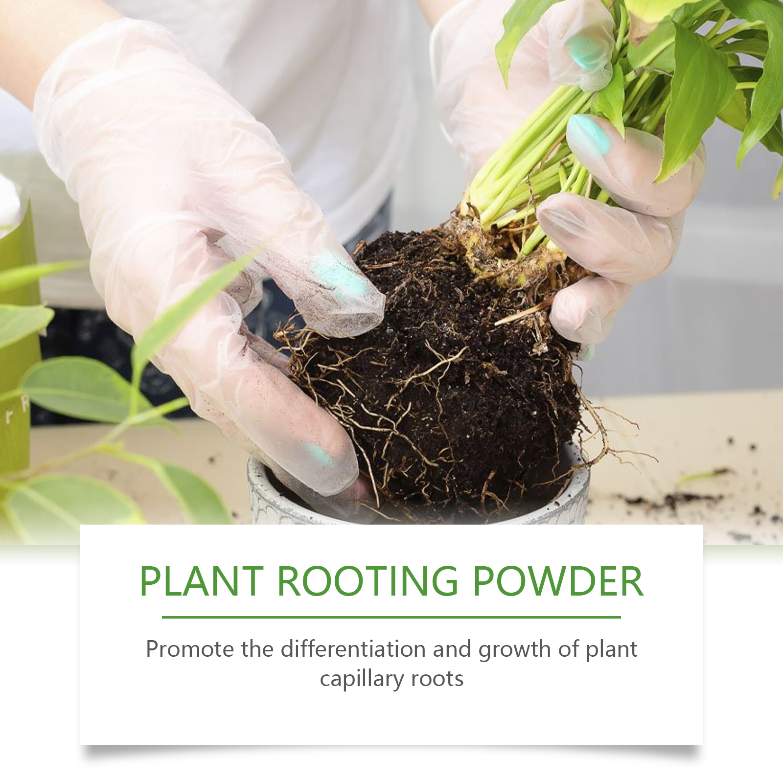100g Plant Rooting Powder for  - Rooting Hormone Powder incelemesi ve fiyatı